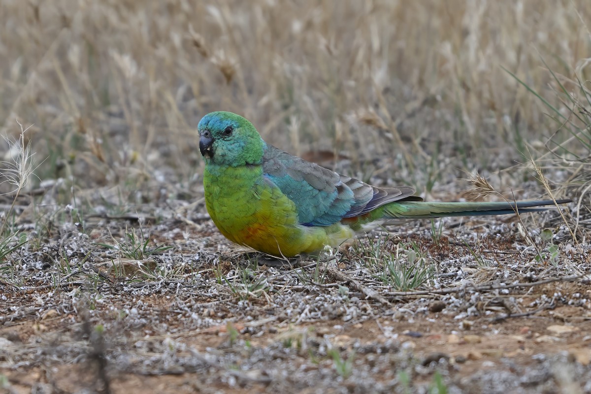Red-rumped Parrot - ML645171193