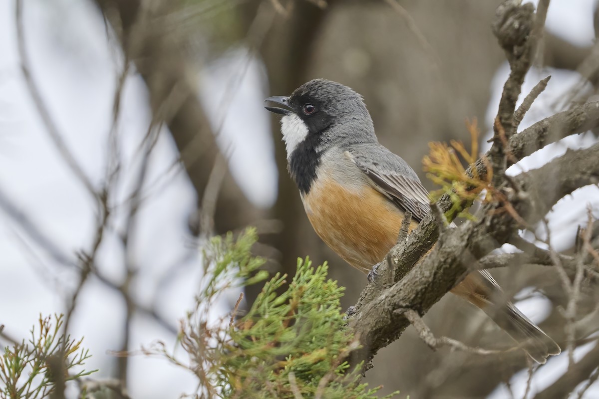 Rufous Whistler - ML645171200