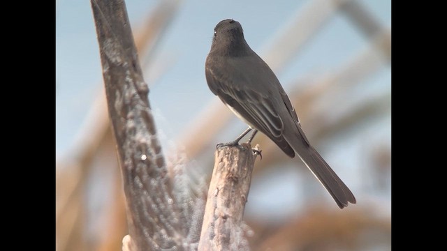 Black Phoebe - ML645171209