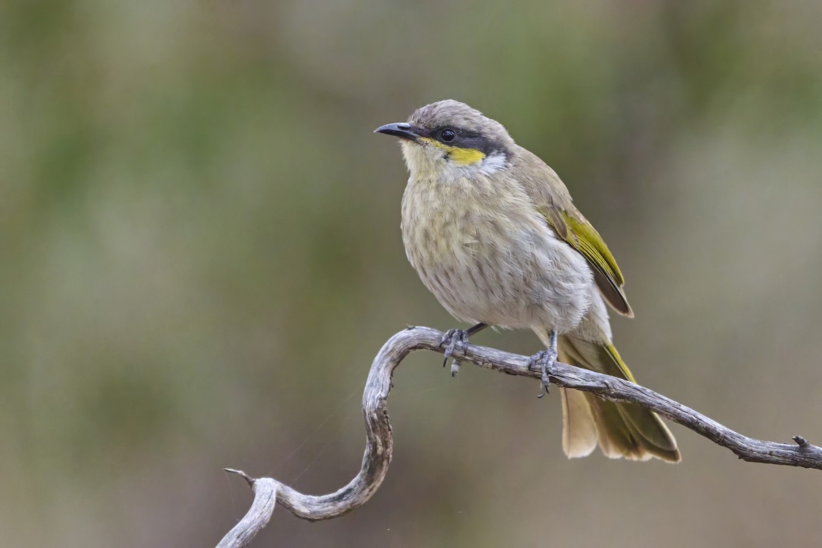 Singing Honeyeater - ML645171211