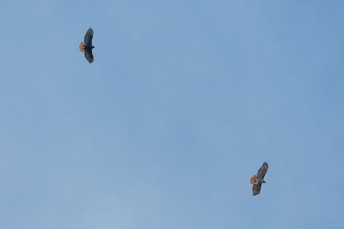 Red-tailed Hawk - ML645171212