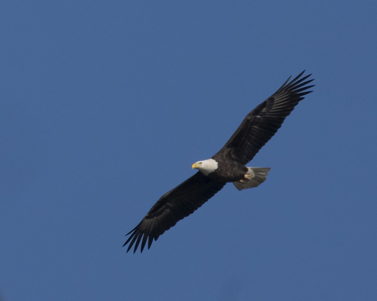 Bald Eagle - ML645171217