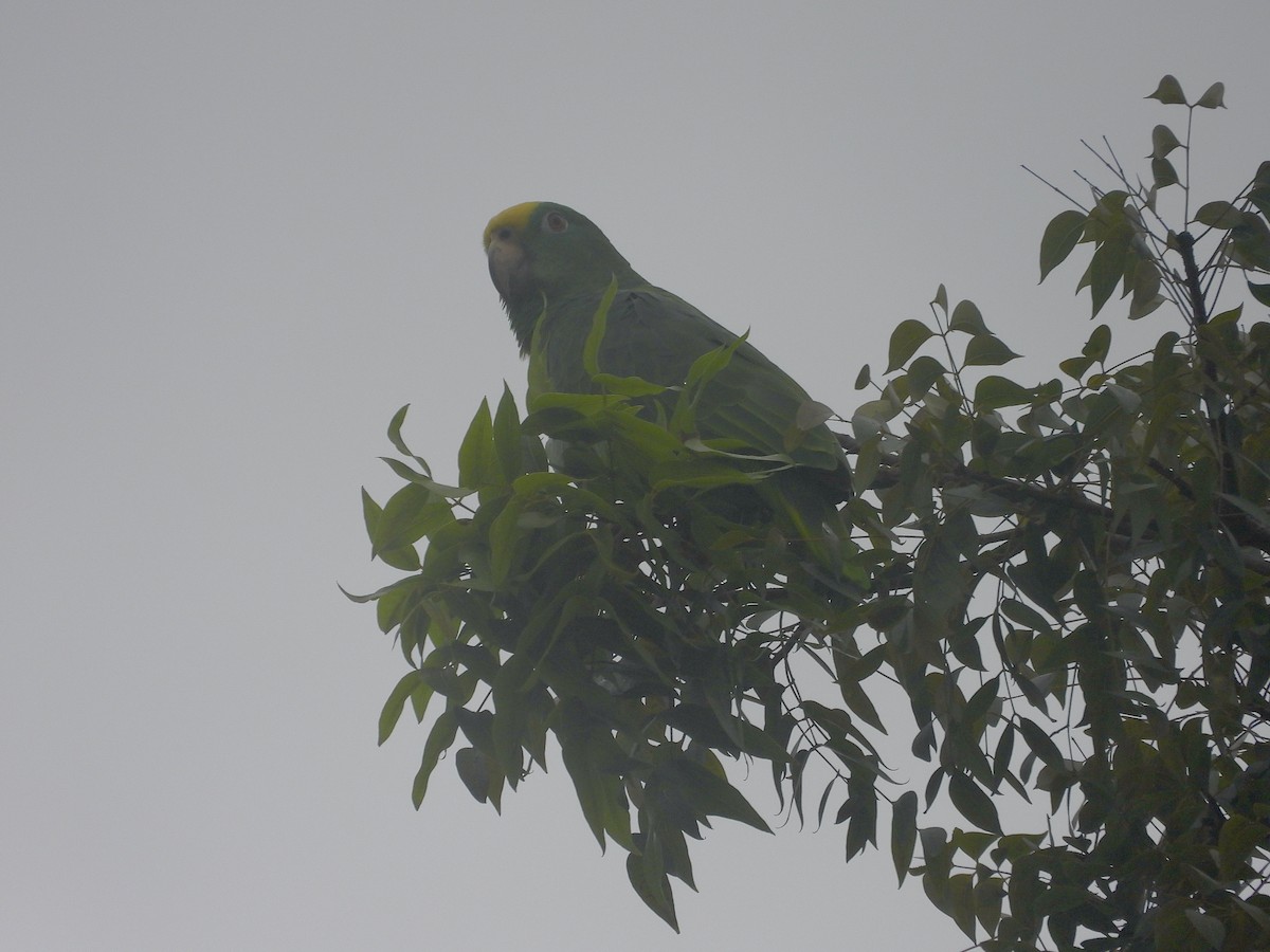 Yellow-crowned Amazon - ML645171220