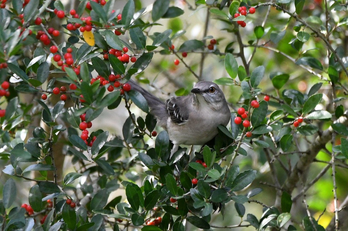 Пересмішник багатоголосий - ML645171229