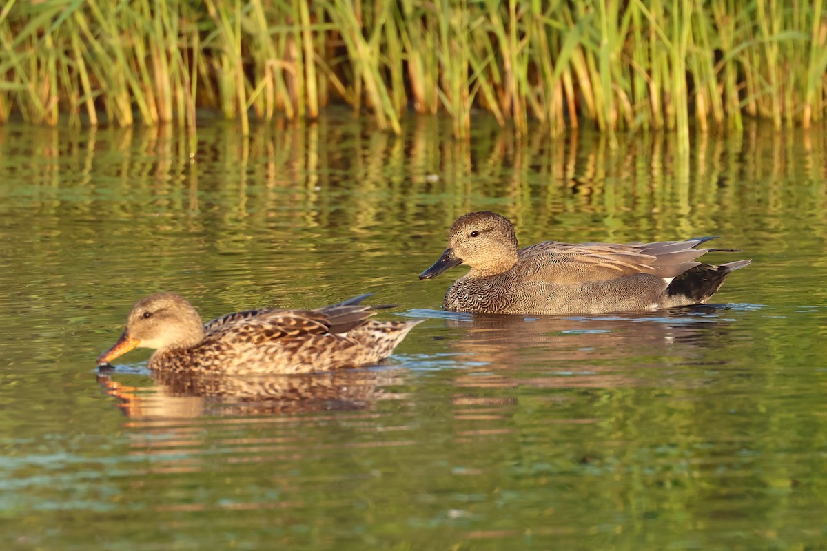 Ánade Friso - ML645171230