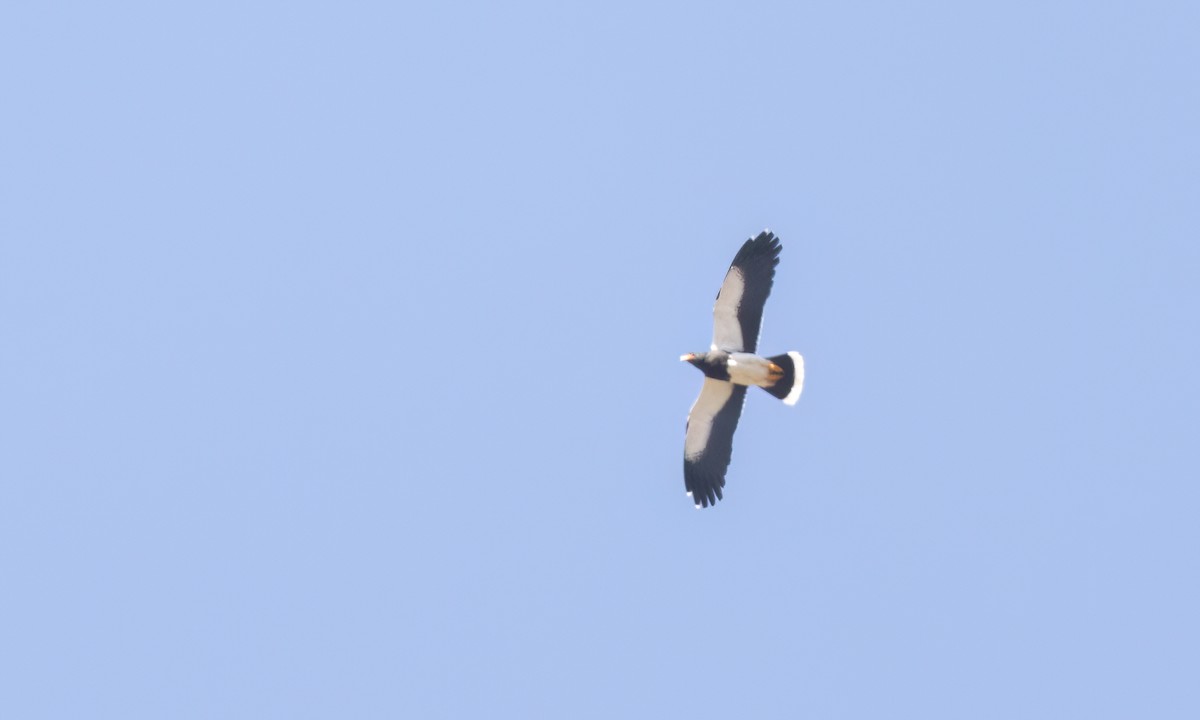 Mountain Caracara - ML645171344