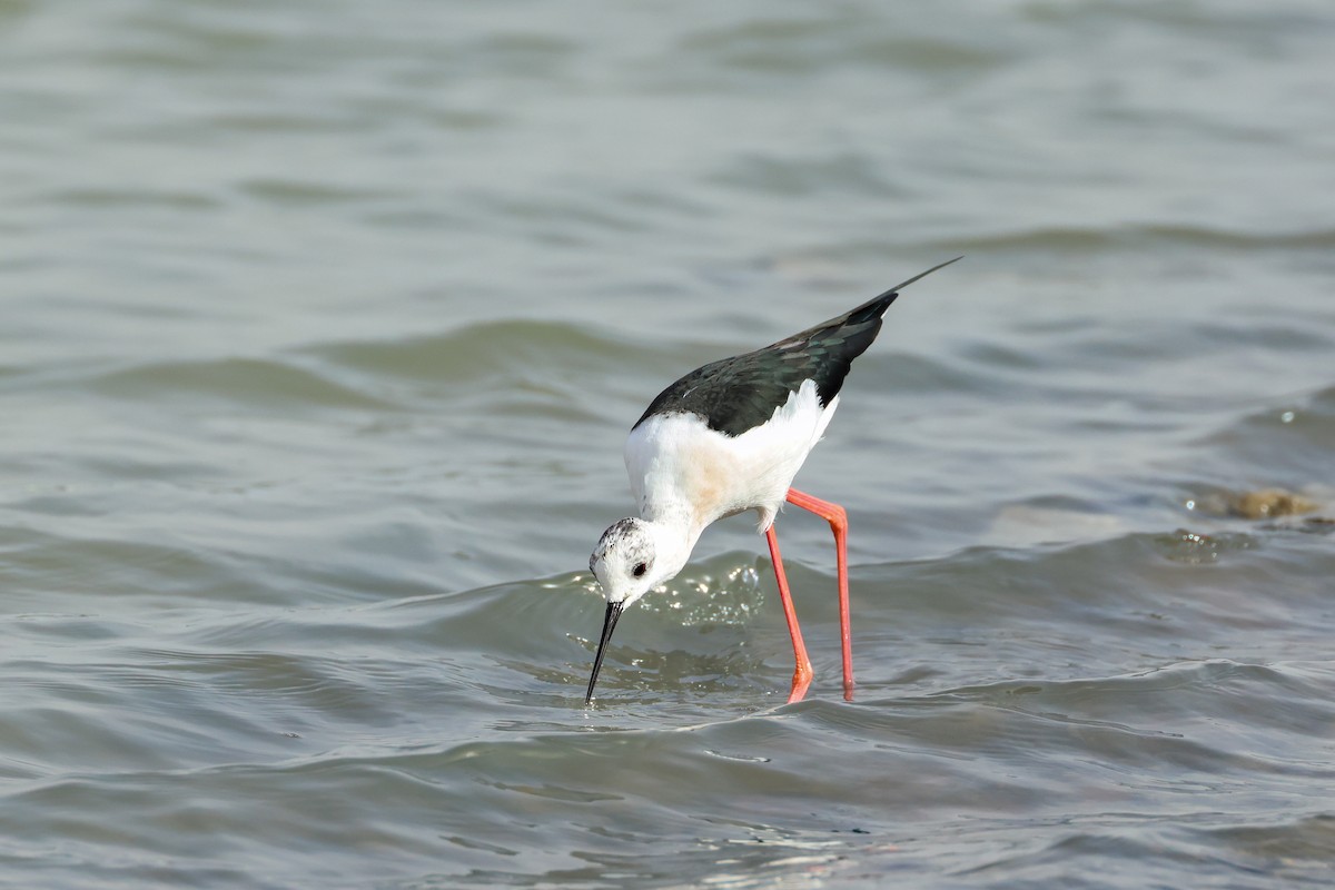 高蹺鴴 - ML645171382