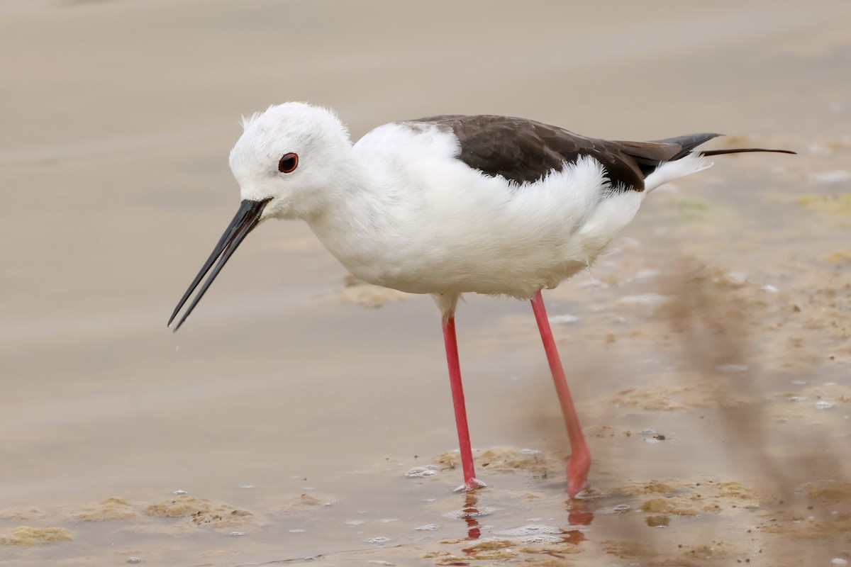 高蹺鴴 - ML645171383