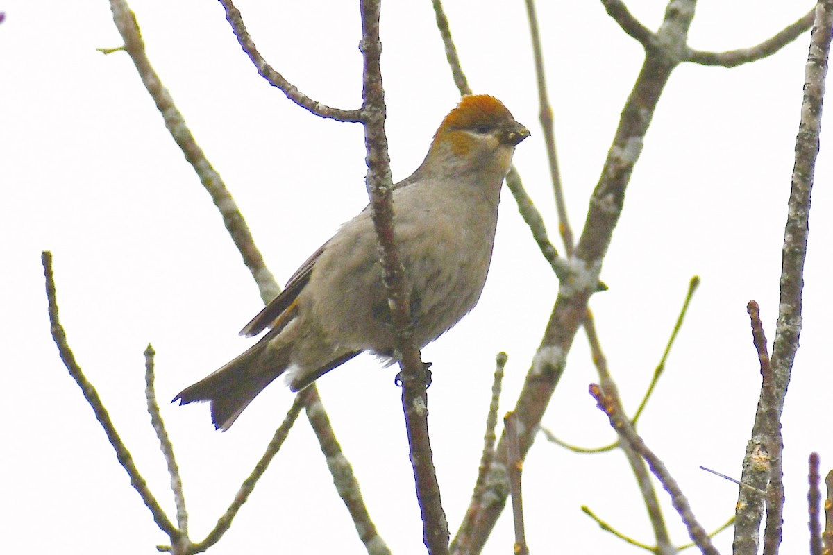 Hakengimpel - ML645171399