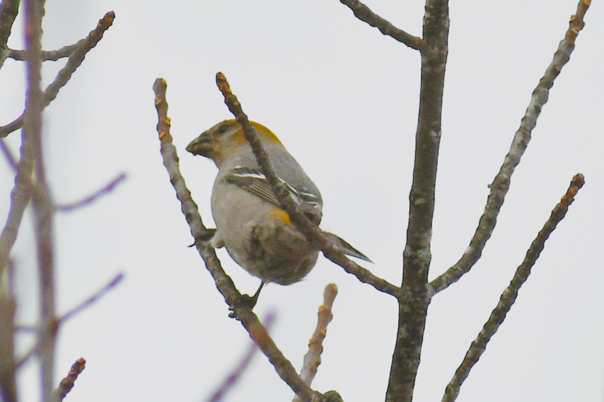 Hakengimpel - ML645171400