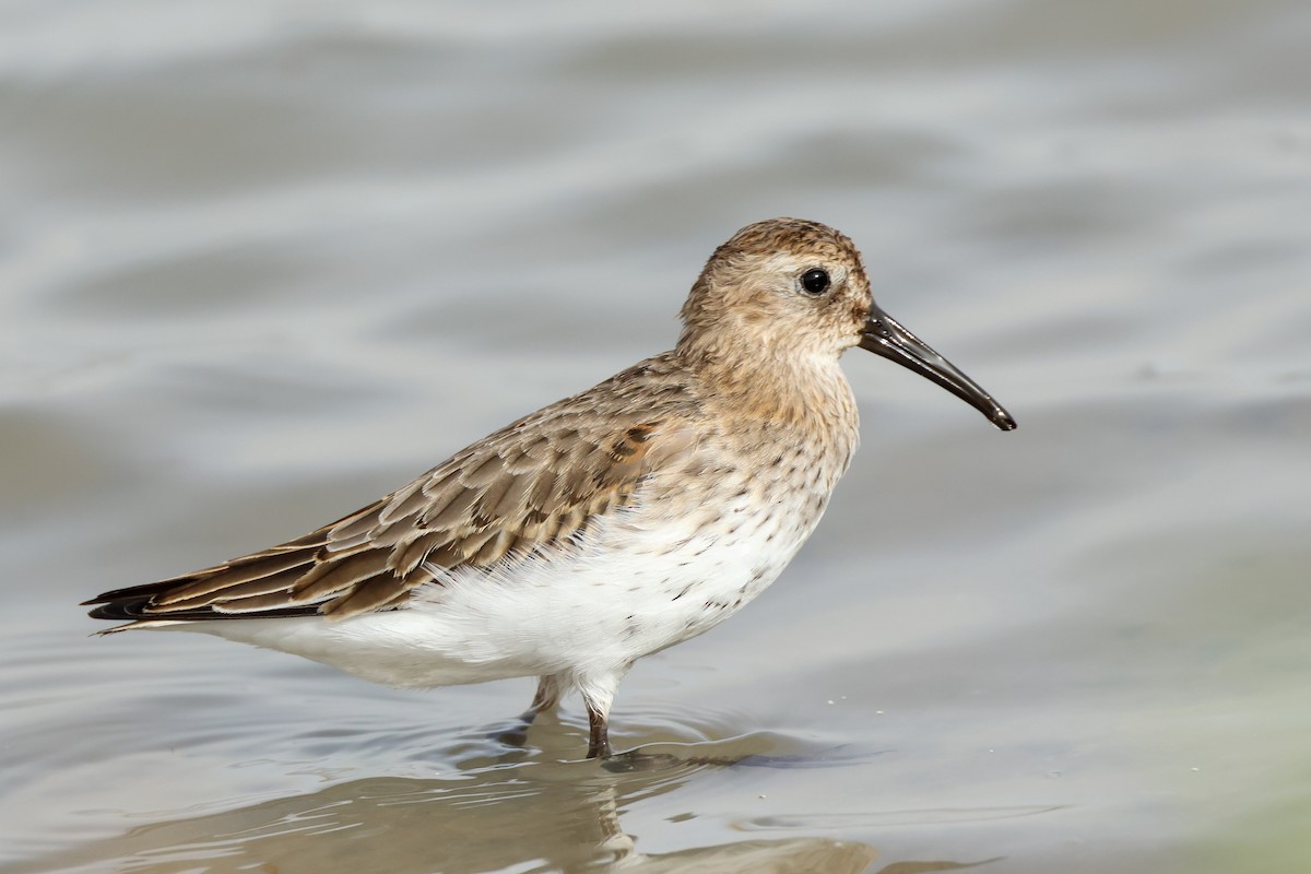 ハマシギ - ML645171409