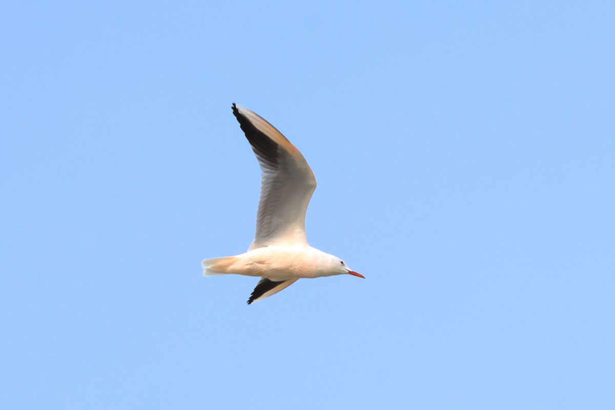Slender-billed Gull - ML645171419