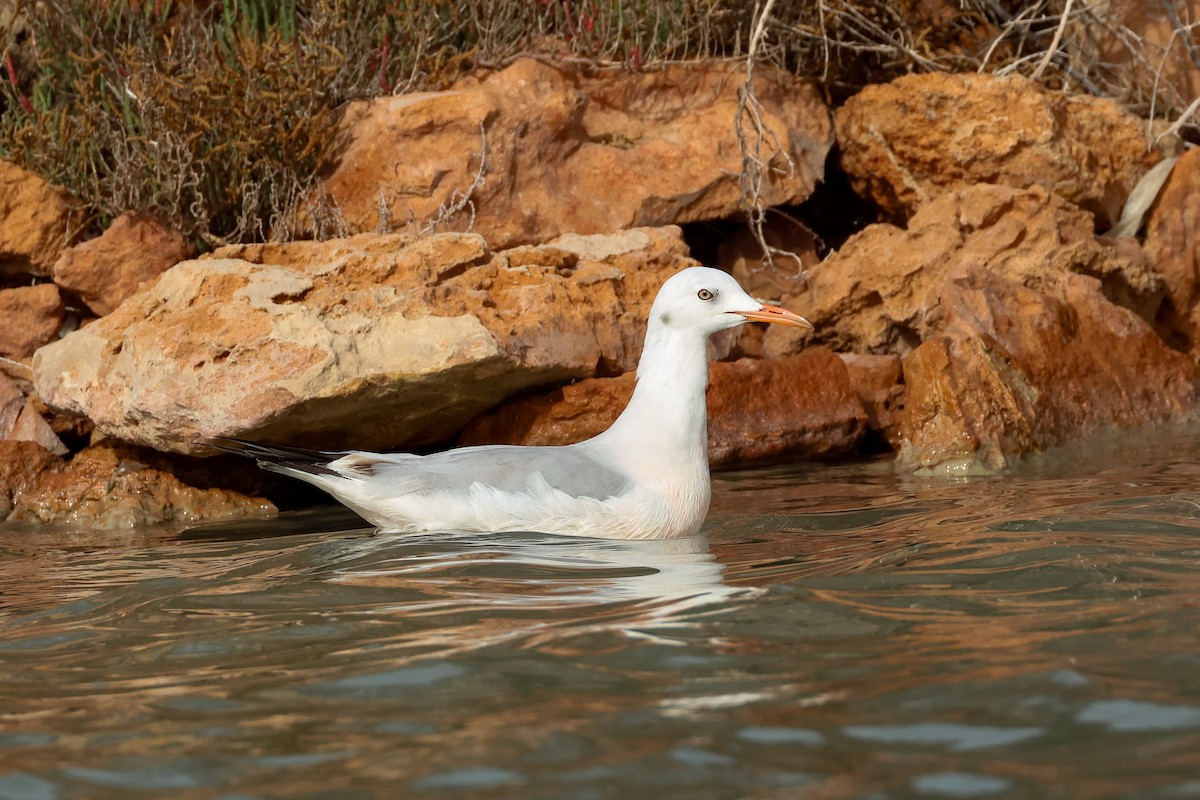 Slender-billed Gull - ML645171425