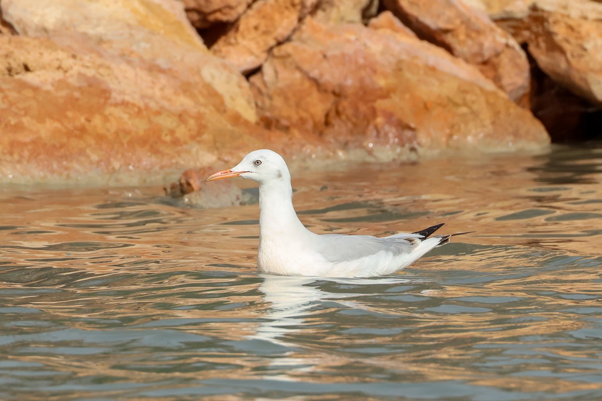 Slender-billed Gull - ML645171426