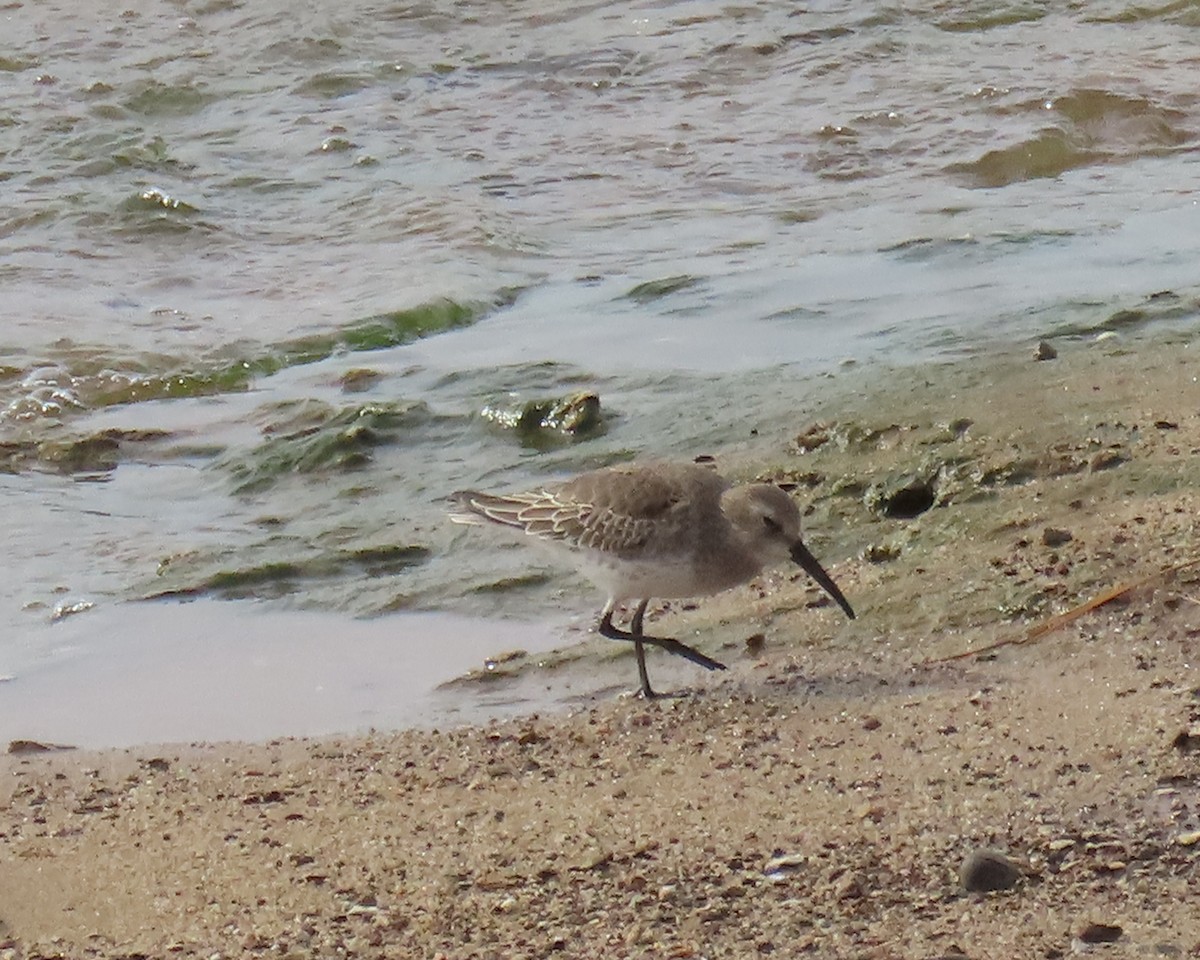 Bécasseau variable - ML645171437