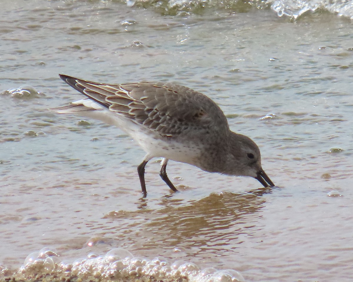 Bécasseau variable - ML645171438