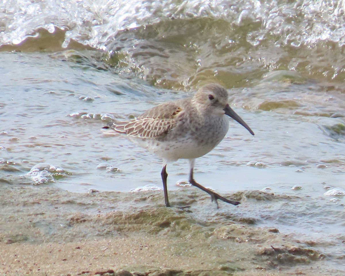 Bécasseau variable - ML645171439