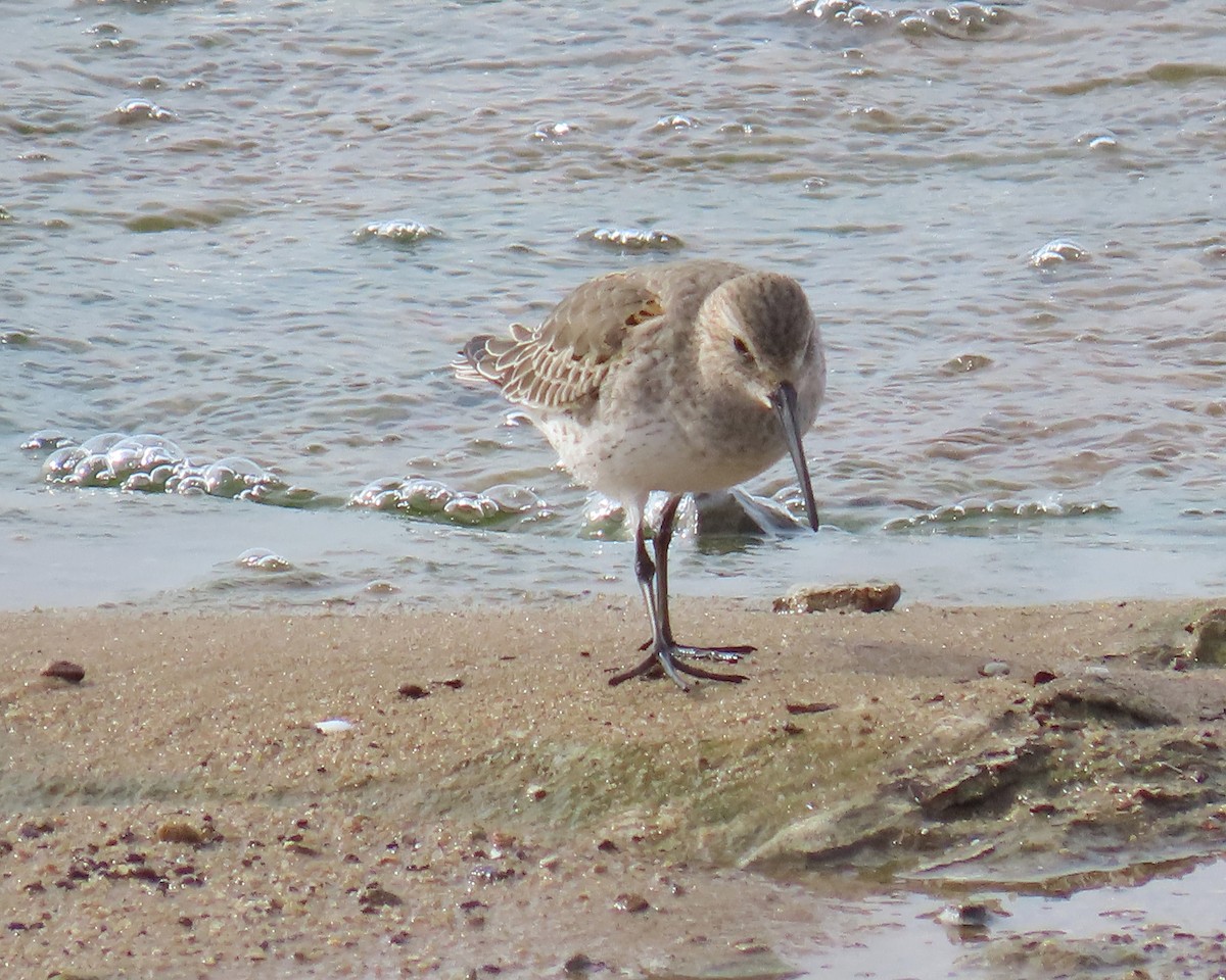 Bécasseau variable - ML645171440