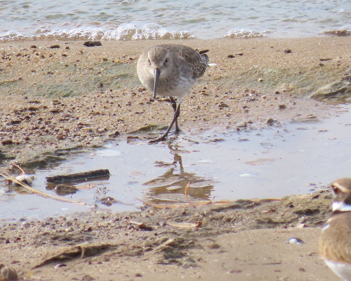 Bécasseau variable - ML645171441