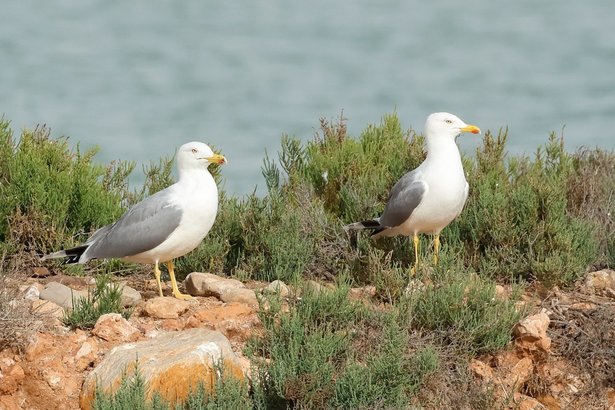 キアシセグロカモメ - ML645171444