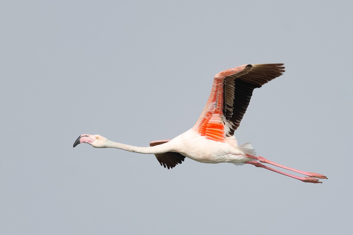 ヨーロッパフラミンゴ - ML645171450