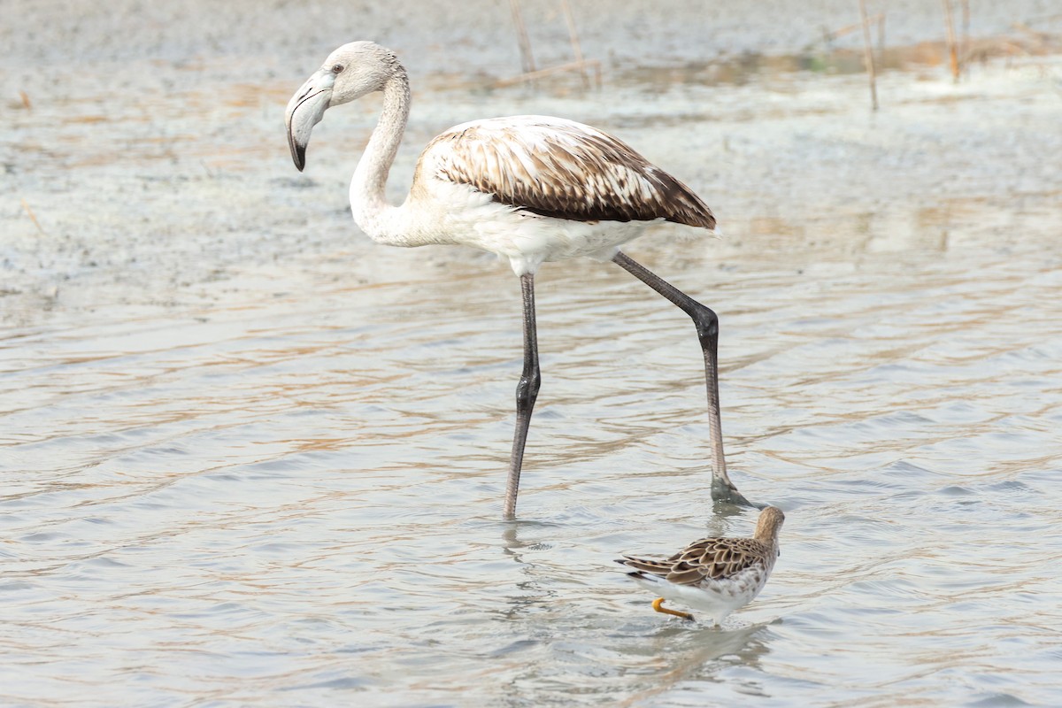 ヨーロッパフラミンゴ - ML645171451