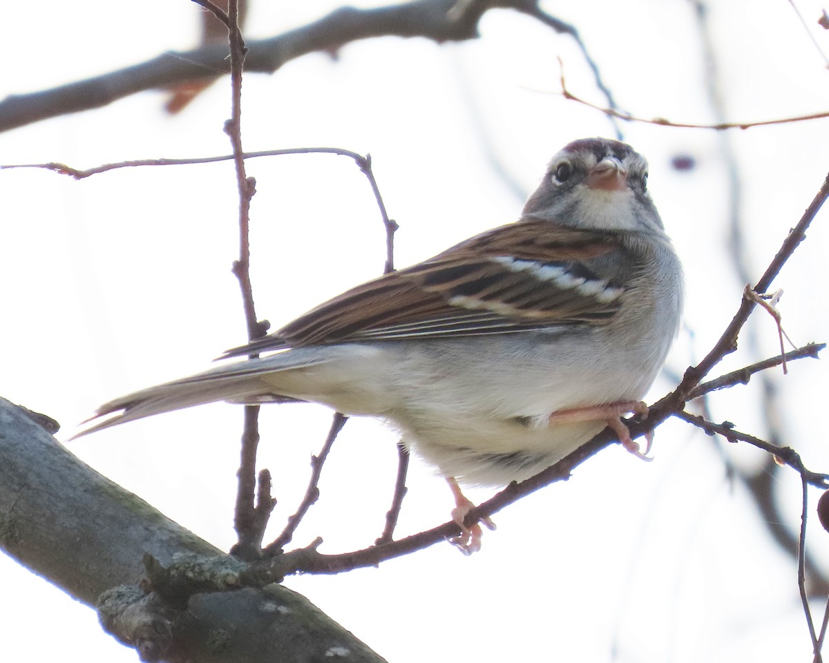 Bruant familier - ML645171452