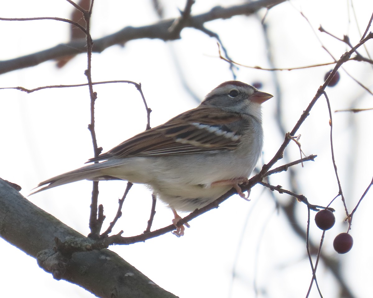 Bruant familier - ML645171453