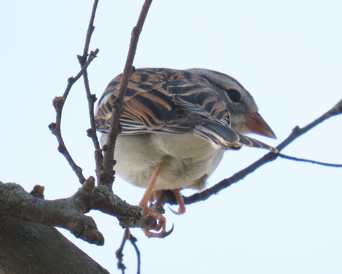 Bruant familier - ML645171454