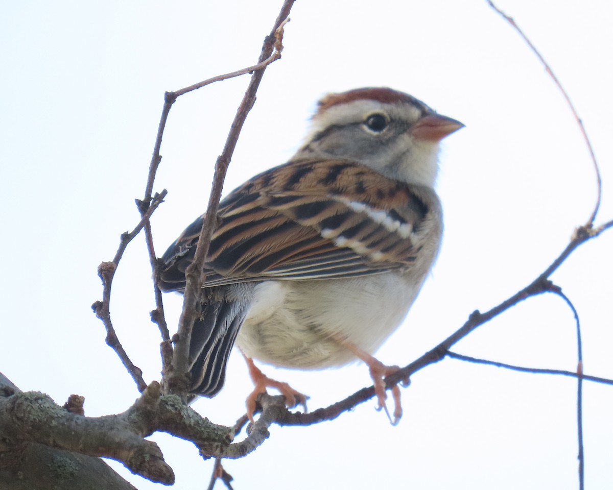 Bruant familier - ML645171455