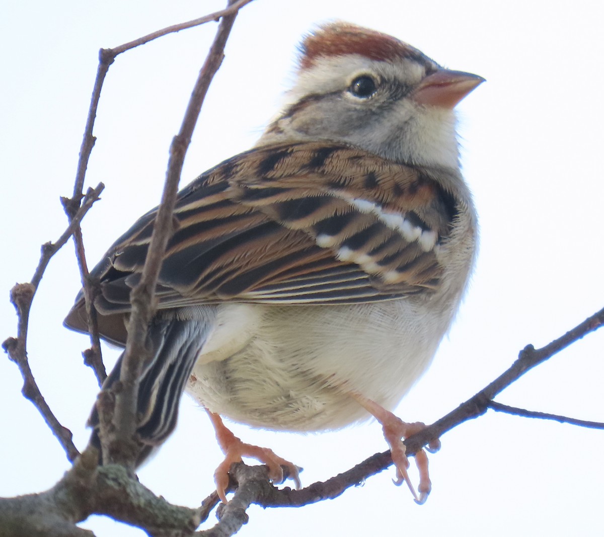 Bruant familier - ML645171456