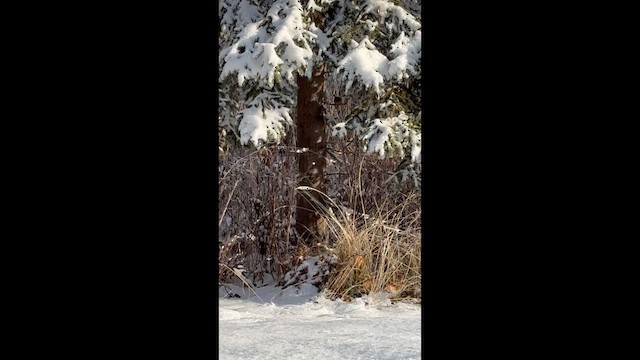 Pacific Wren - ML645171461