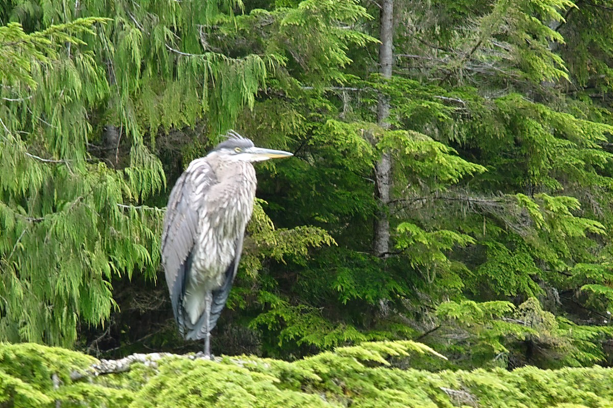 Great Blue Heron - ML645171509