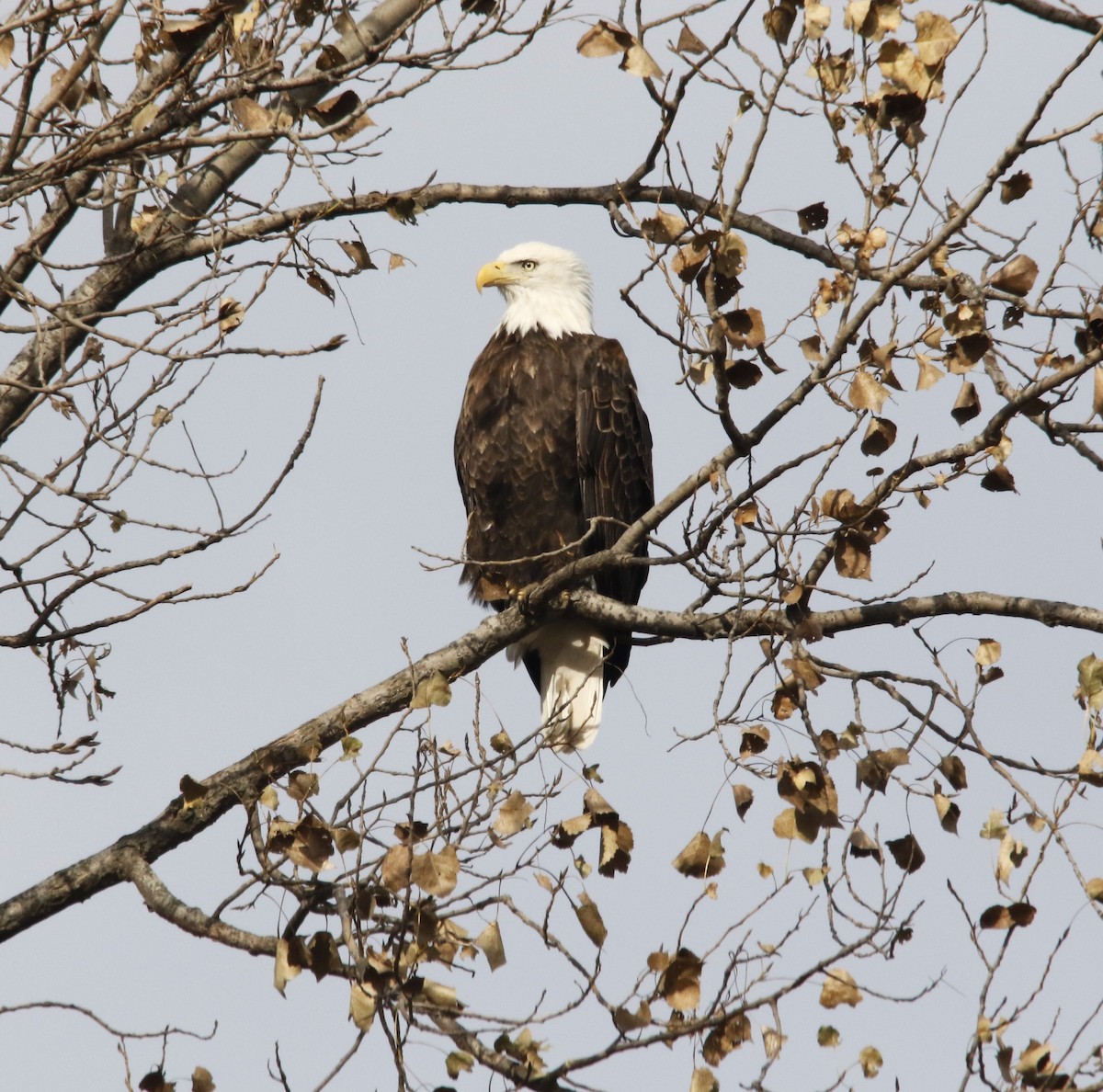 Bald Eagle - ML645171531