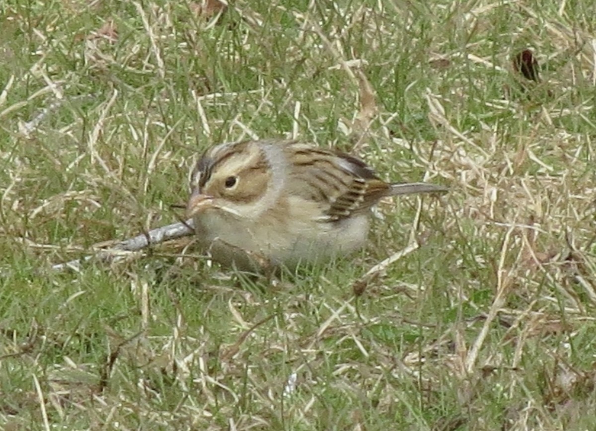 Clay-colored Sparrow - ML645171536