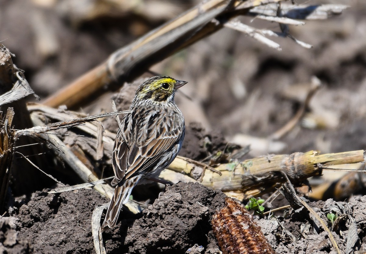 Savannah Sparrow - ML645171537