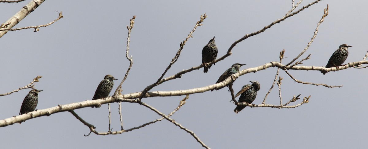 European Starling - ML645171539