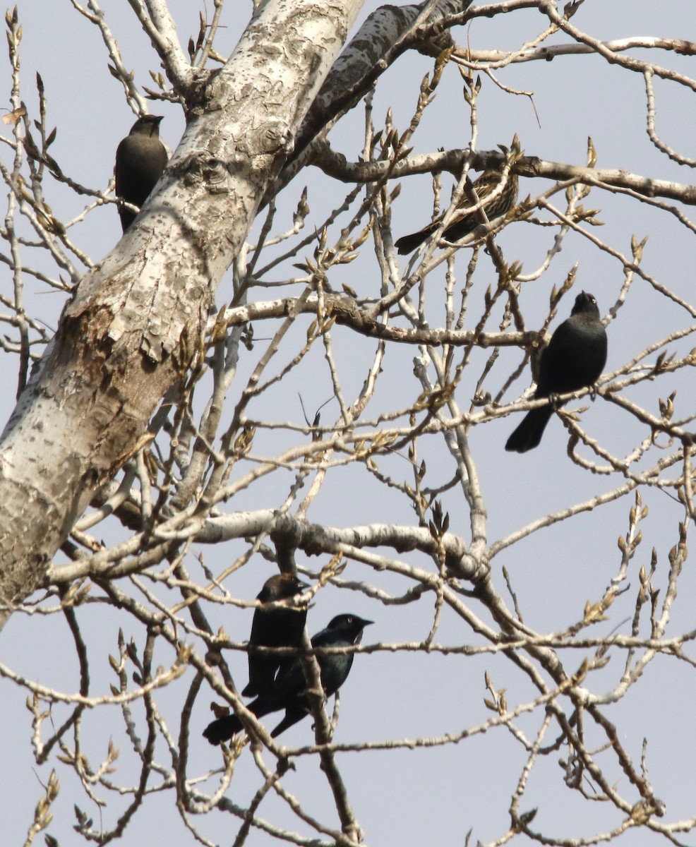Brewer's Blackbird - ML645171544