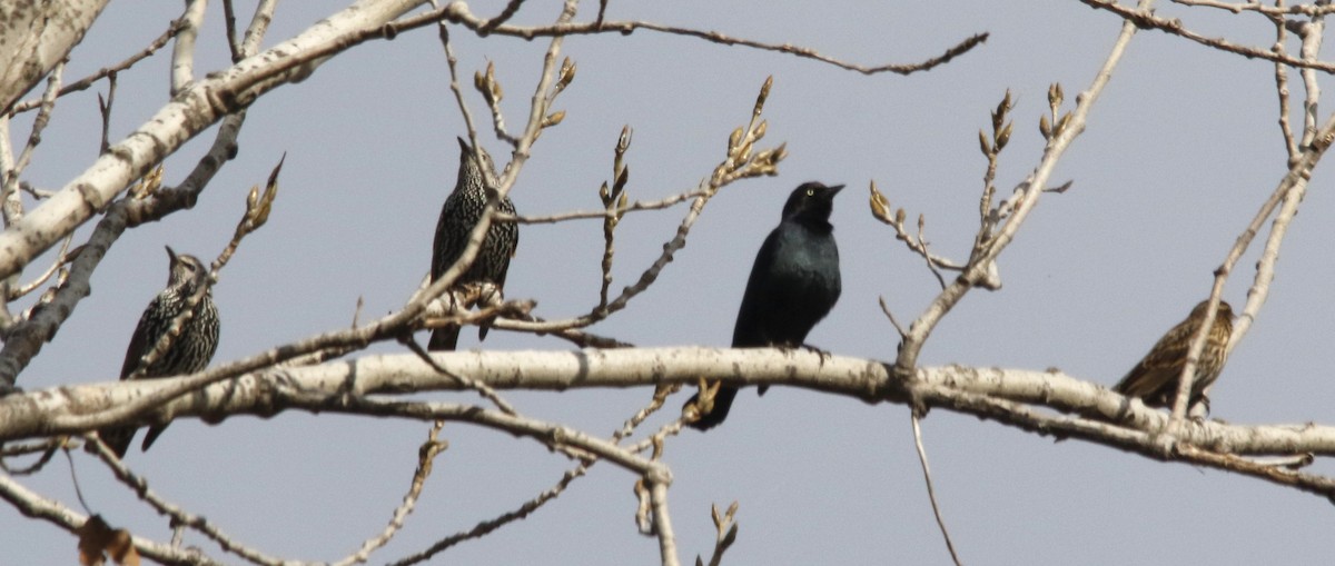 Brewer's Blackbird - ML645171545