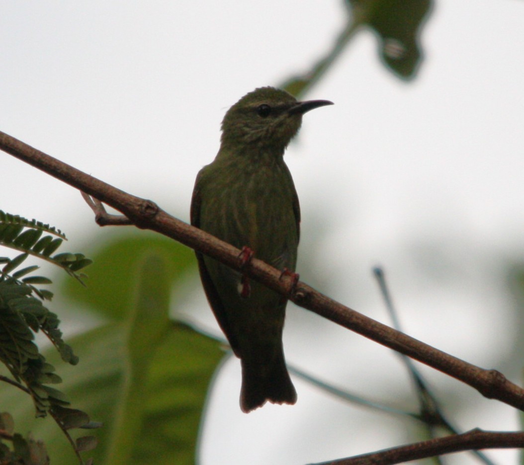 Red-legged Honeycreeper - ML645171555