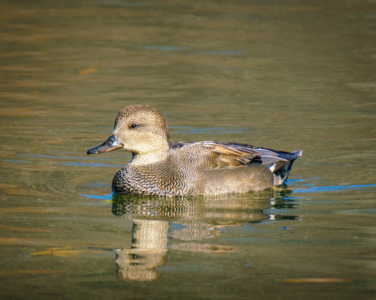 Ánade Friso - ML645171566