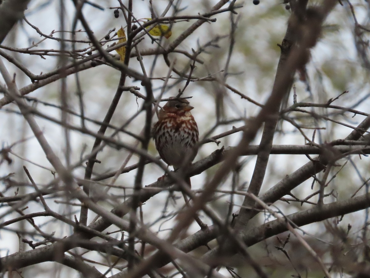 Fox Sparrow (Red) - ML645171578