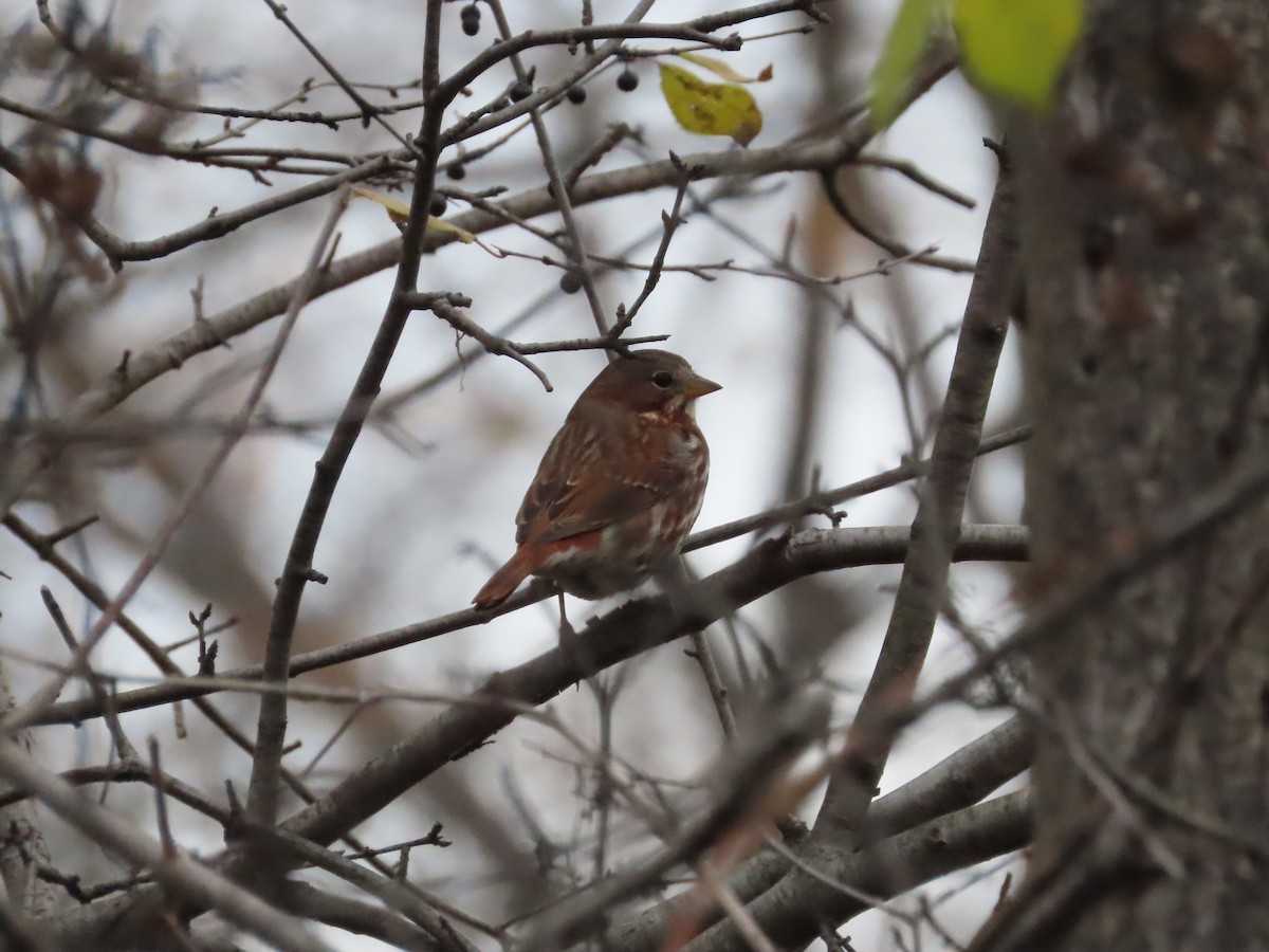 Fox Sparrow (Red) - ML645171579