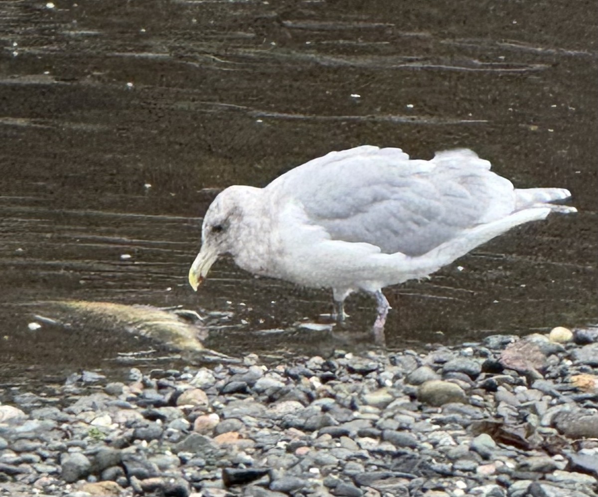 чайка sp. - ML645171580