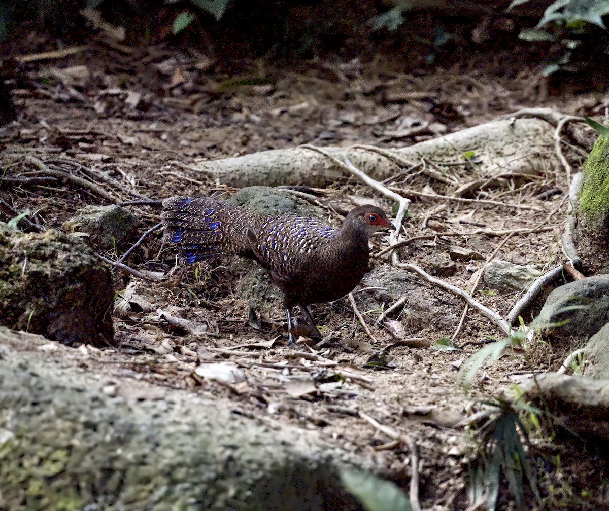 Başlıklı Küçük Tavus Sülünü - ML645171591