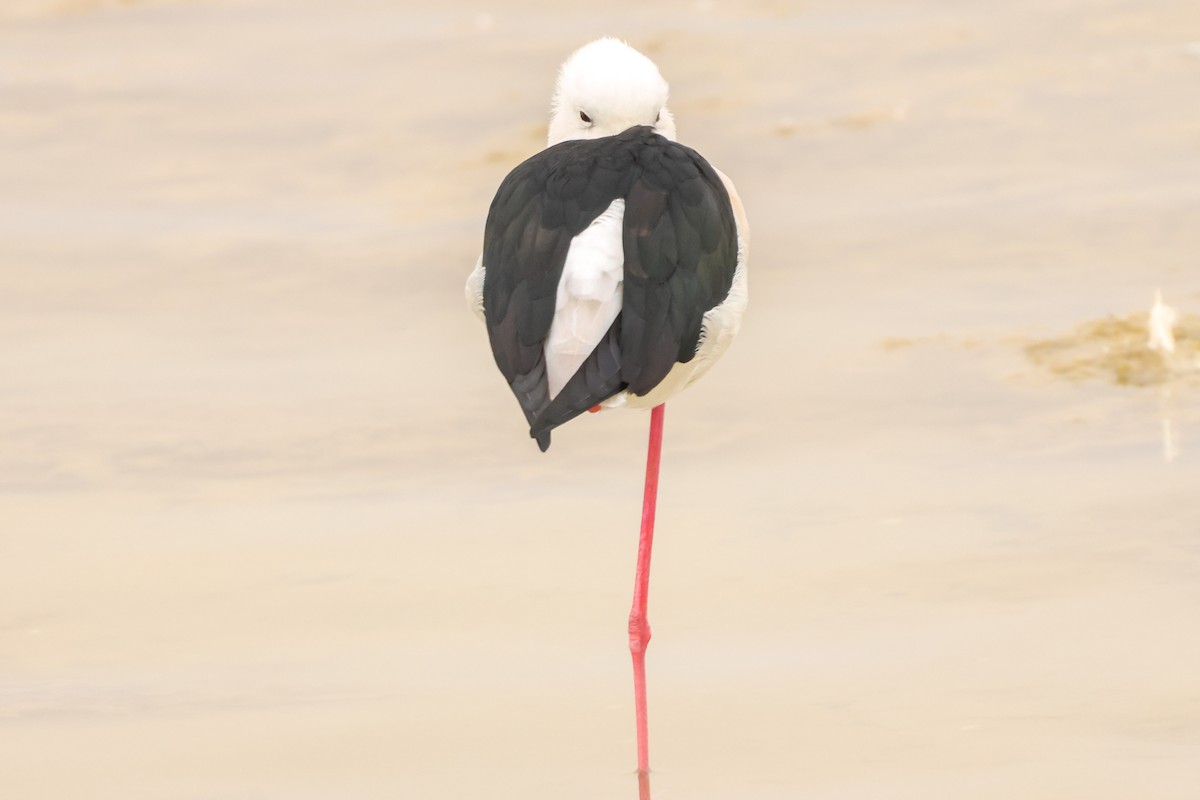 高蹺鴴 - ML645171594