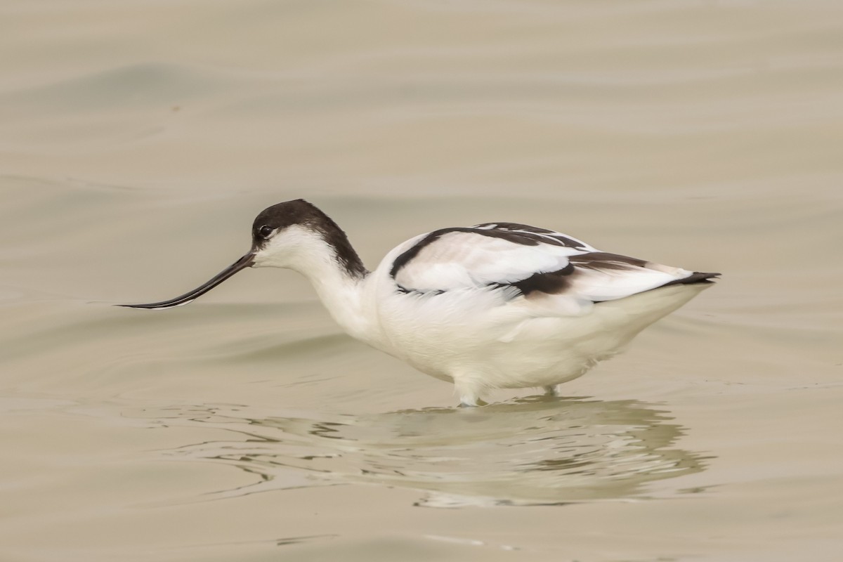 ソリハシセイタカシギ - ML645171595