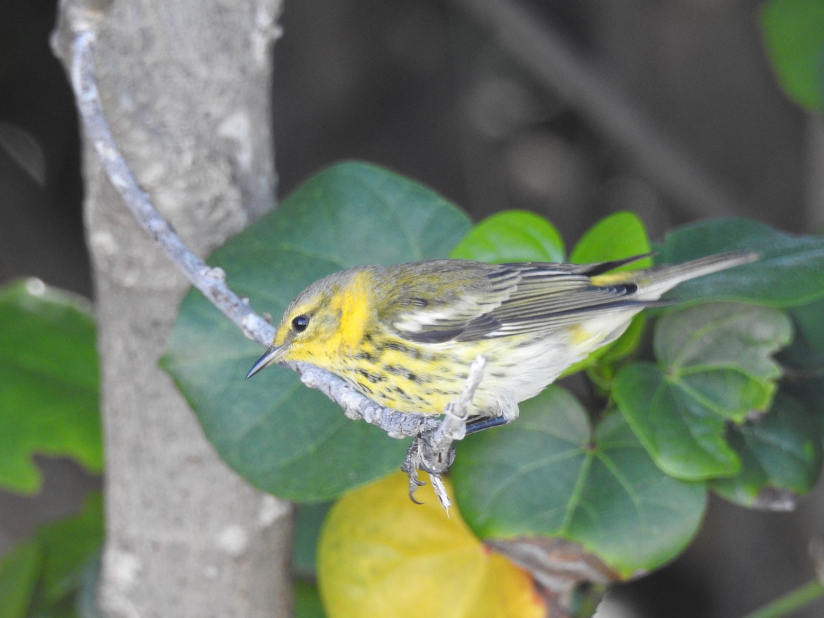 ホオアカアメリカムシクイ - ML645171599