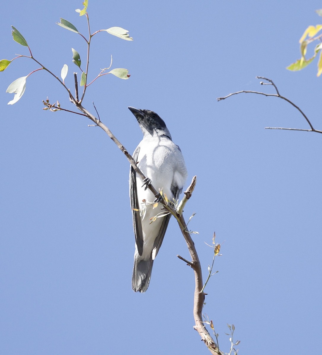 Black-faced Cuckooshrike - ML645171600