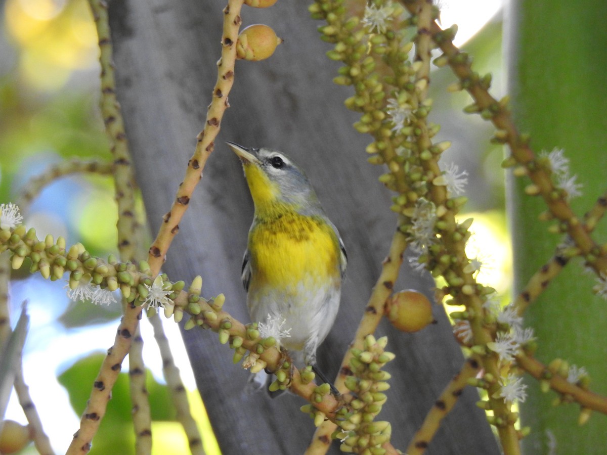 Northern Parula - ML645171608